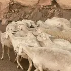 ضان دفع ومتابيع بفحلها عدد 40