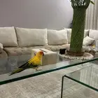 صن كنيور اليف هددد. داخلي وخارجي