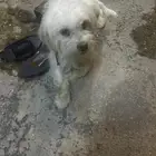 كلاب.