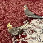 عصافير كروان