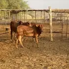 عجول بلدي دوقة المظيلف