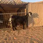 عنز عارضيه دافع