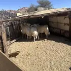 طليان جبر وسط