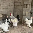 صوص وبيض براهما كولومبي