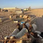 غنم 15 راس نعيم