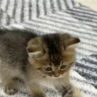 كيتن سكوتش فولد