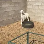 خروف العمر شهرين ونص