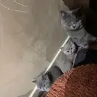 قطط صغار للبيع