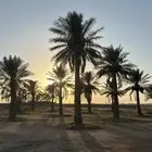 نخل للبيع اطواله مابين 5 الى 7 متر الموقع شمال الجمش