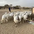غنم مراح واحد شرط