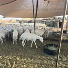 غنم مراح حريات صنف