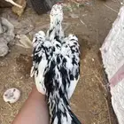 ديك بوران