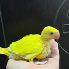 فرخ درة لاتينو غر