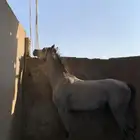 حصان ورق البيع شعبي