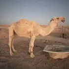 بعير فحل للبيع