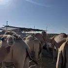 قعدان للبيع