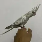 للبيع كروان اليف جدا جدا و مفطوم