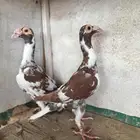 حمام كارير مذيل مستوى توب