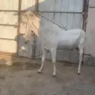 سوق المواشي الاحساء