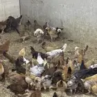 فرووخ دجاج بلدي كفووو للبيع