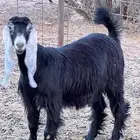 جفره عارضيه طيبه