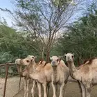 قعدان للبيع