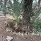 فراخة خضري