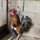 ديكه باي اصيله