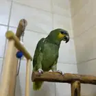 ببغاء امازوني اليف( اقبل البدل المناسب )