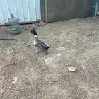 بط وحمام