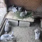 ارانب شانشيلا العملاق
