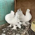 زوج هندي