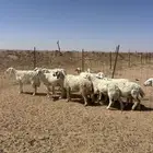 غنم حريه