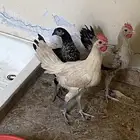 ديكه ديك بلدي وديك فيومي