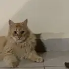 قط مفقود