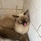 قطو للبيع على السوم قط بيت