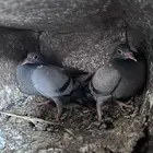 زغاليل زاجل