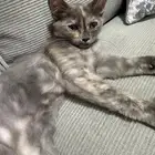قطه للتبني مع أغراضها نبغي ناس تخاف الله فيها