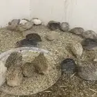 سمان فري منتج جمله