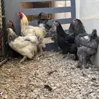 دجاج براهما