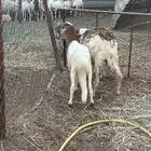 نعجه سواكني تبعها خروف