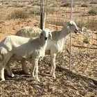 حريه حرشاء صنف   تم البيع