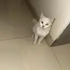 قطه للتبني انثى الموقع ضمد