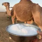 خلفه حمرا طيبه