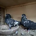 حمام باكستاني رام