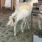 شاه حريه ثنيه دافع شهرين ونص فحص سونار شرط ديد سليم