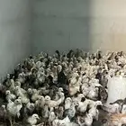 صوص دجاج بلدي