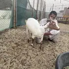 معزا جنوبيه