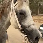 حصان جزيري واهو البيع مستعجل