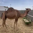 نياق سواحل لقاحات